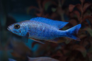 a45